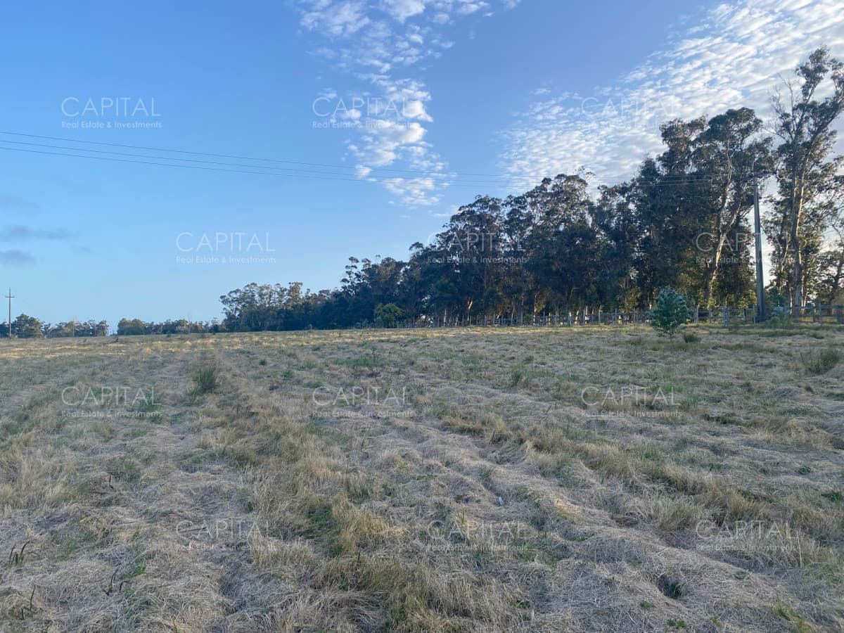 Chacra de 5 has sobre ruta 104 próximo a MACA ,Pueblo Mío, NARBONA La Plantación