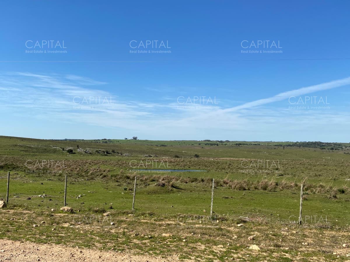 Campo ganadero forestal