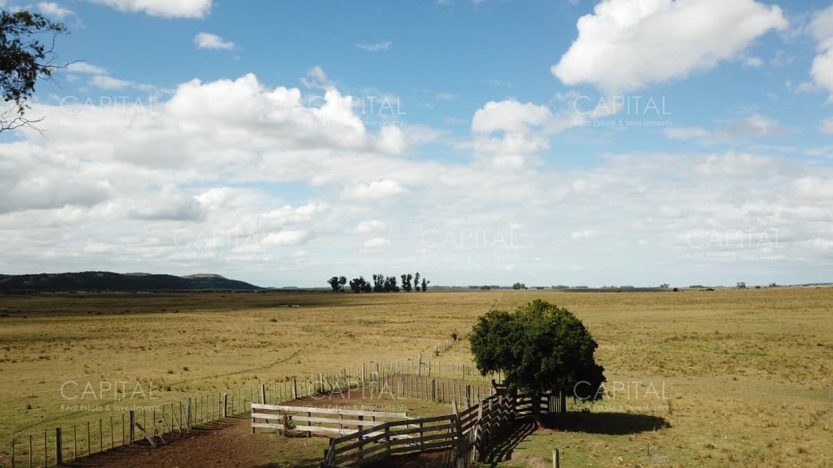 Campo Ganadero en Venta de 270 has en Aigua