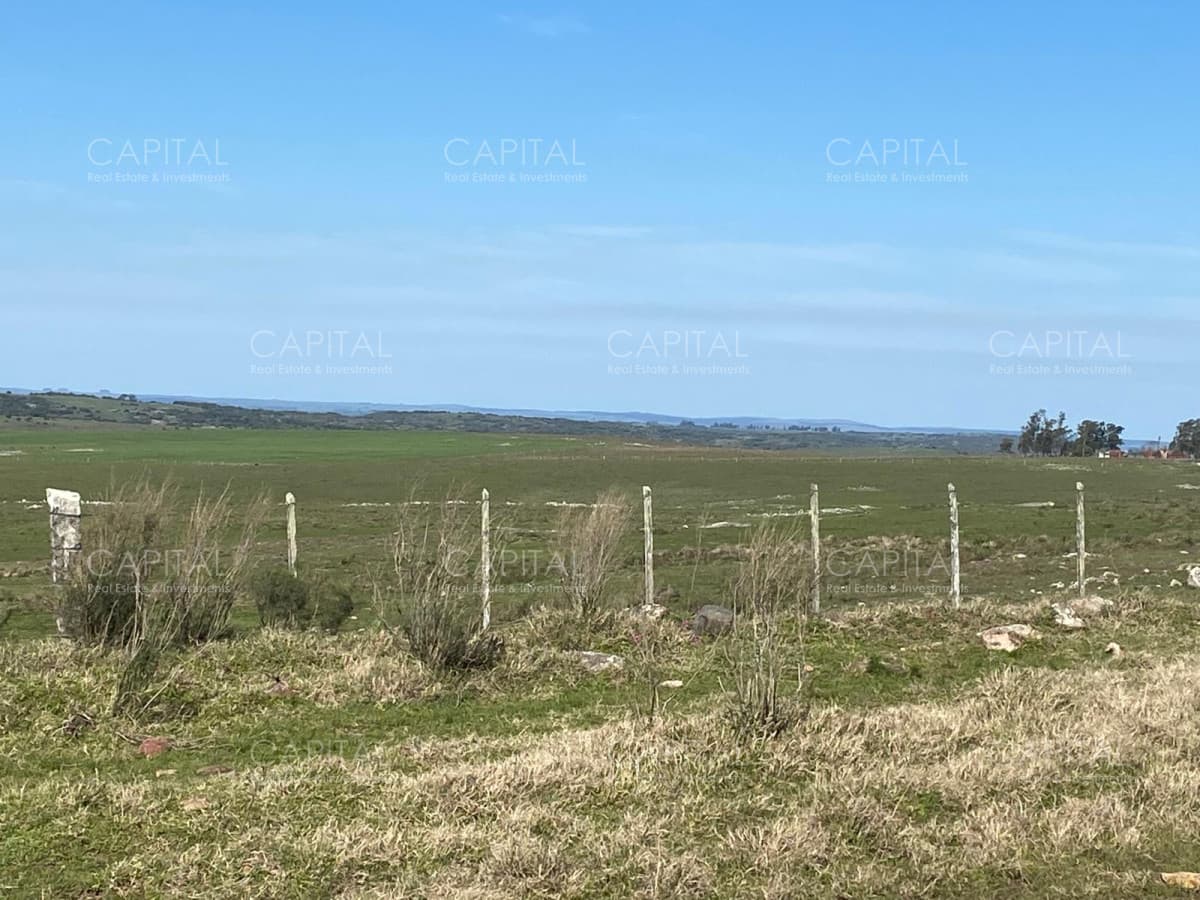 Campo ganadero forestal
