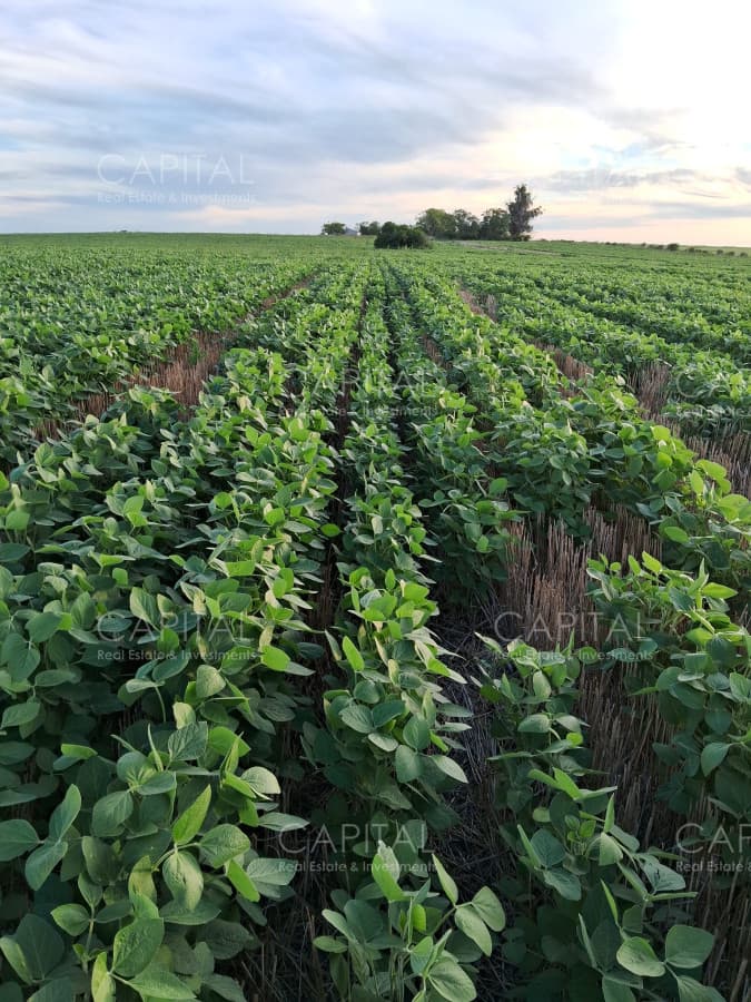 Campo agrícola Canelones
