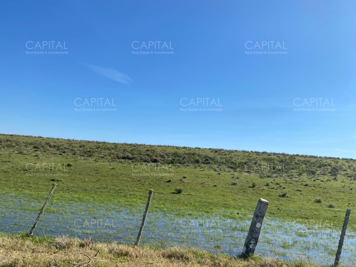 Campo ganadero forestal