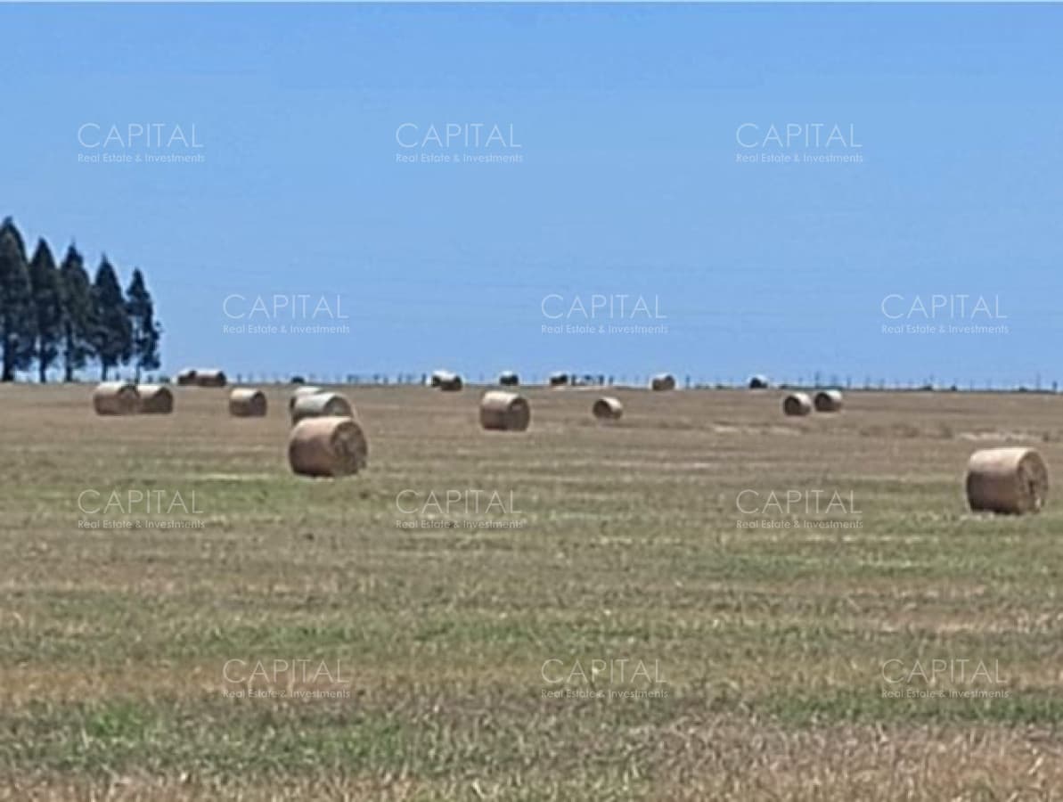 FLORES 500 Has Buen campo agrícola