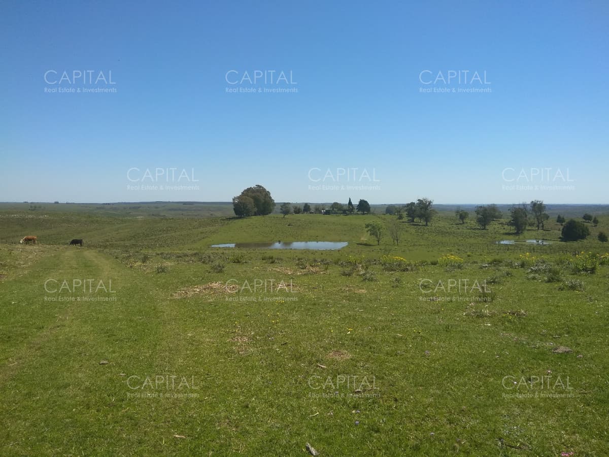 Campo ganadero - forestal 550 Has