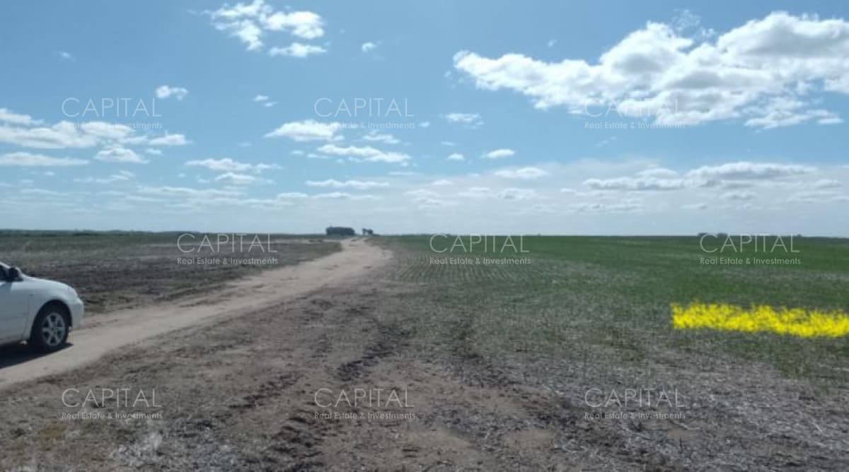 FLORES 500 Has Buen campo agrícola
