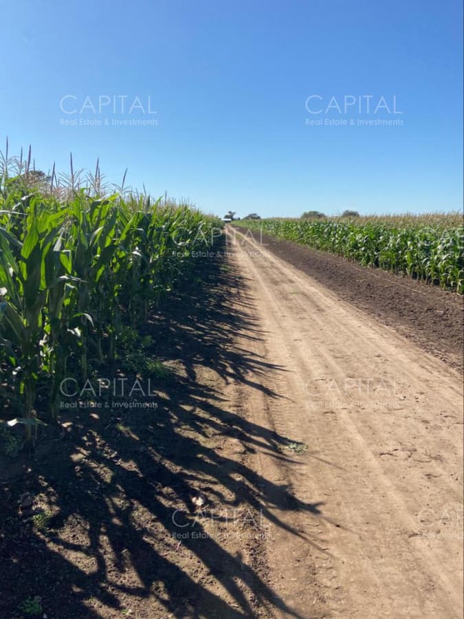 Venta de Campo Agrícola en Córdoba con 40 hectáreas sembradas con Maíz Nidera 48-12