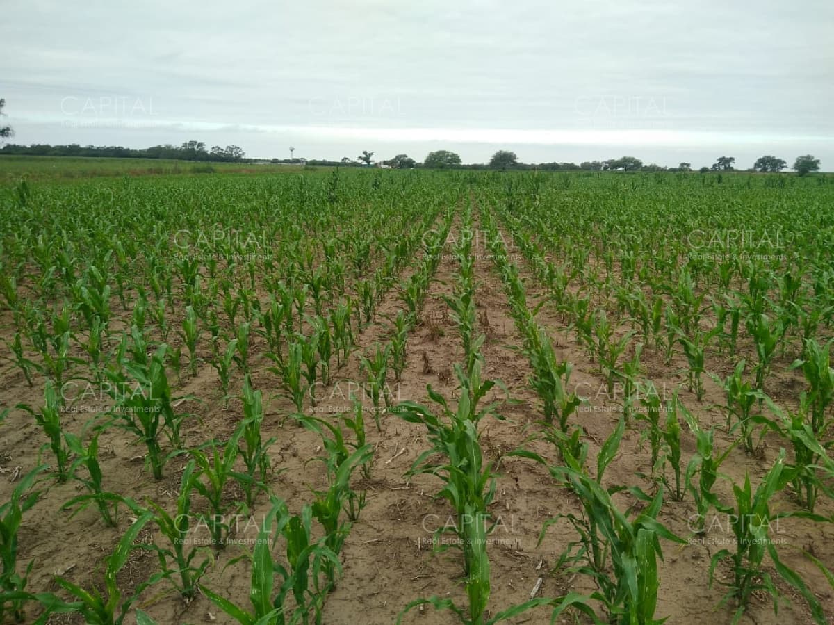 Venta de Campo Agrícola en Córdoba con 40 hectáreas sembradas con Maíz Nidera 48-12