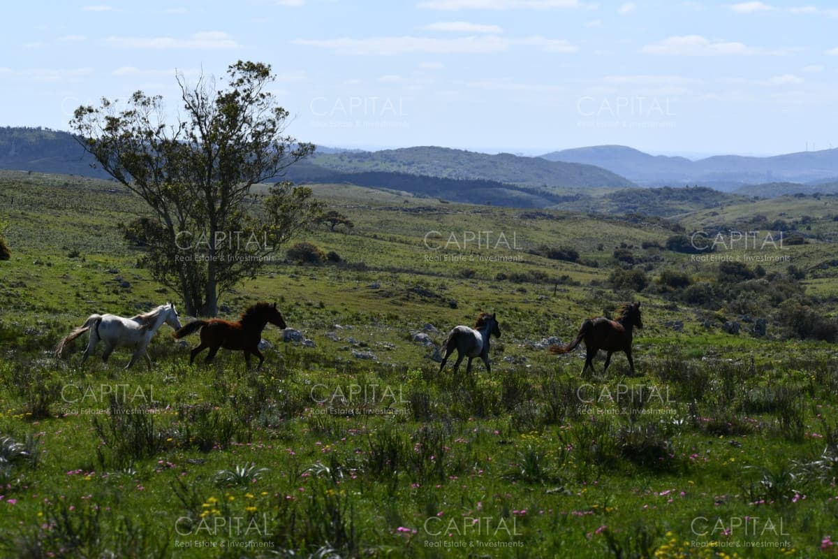 Campo 78has. ganadero-turístico Ruta 60