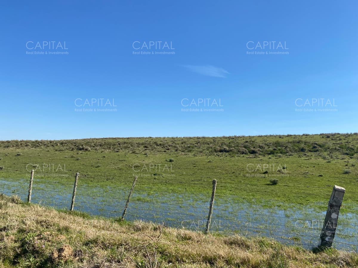 Campo ganadero forestal