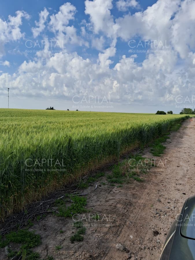 Campo agrícola Canelones