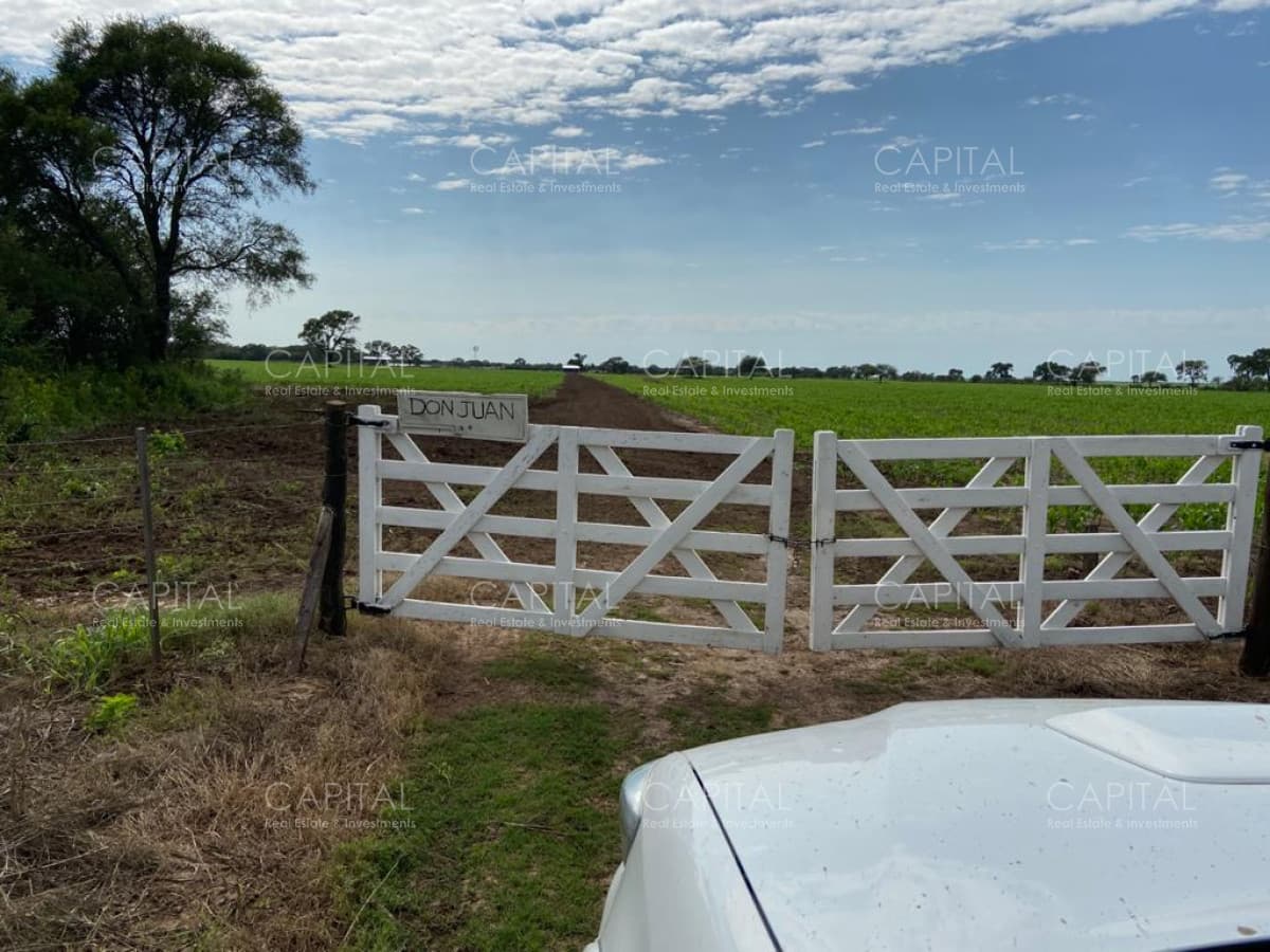 Venta de Campo Agrícola en Córdoba con 40 hectáreas sembradas con Maíz Nidera 48-12