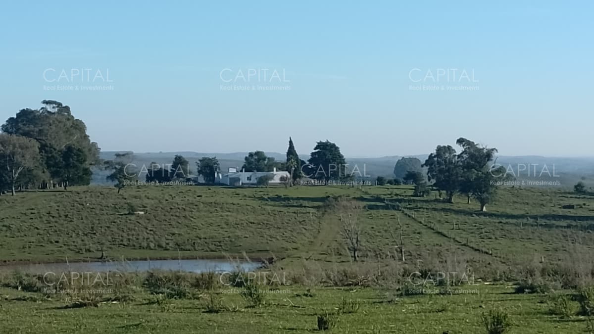 Campo ganadero - forestal 550 Has