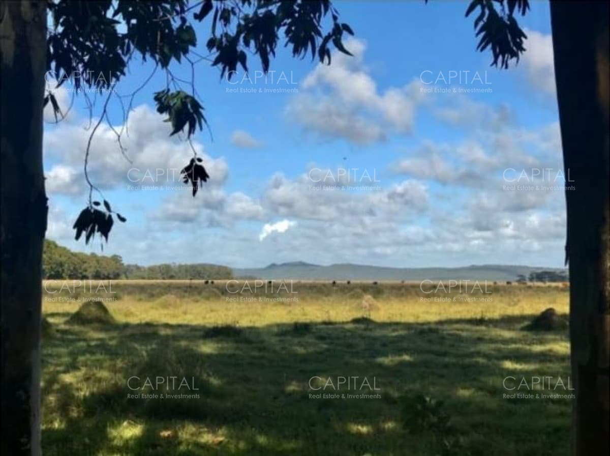Campo agrícola-ganadero Rocha