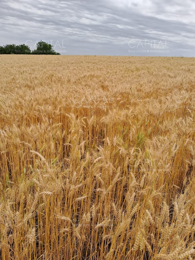 Campo agrícola Canelones