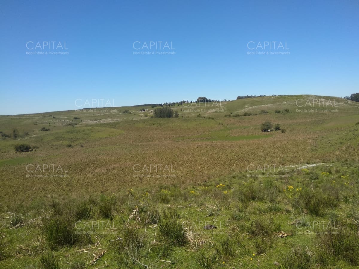 Campo ganadero - forestal 550 Has