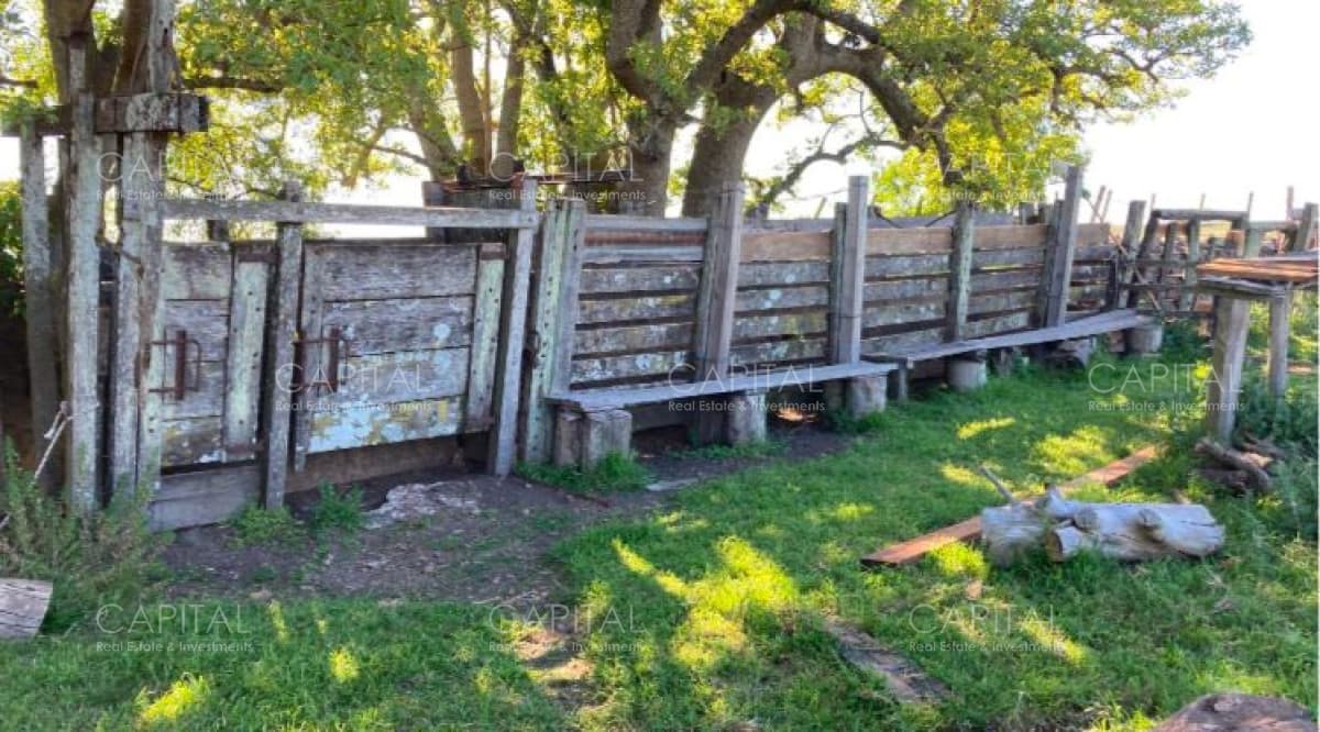 Durazno 850 has - Campo ganadero forestal