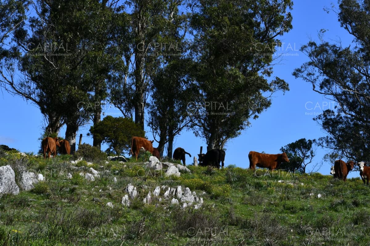 Campo 78has. ganadero-turístico Ruta 60