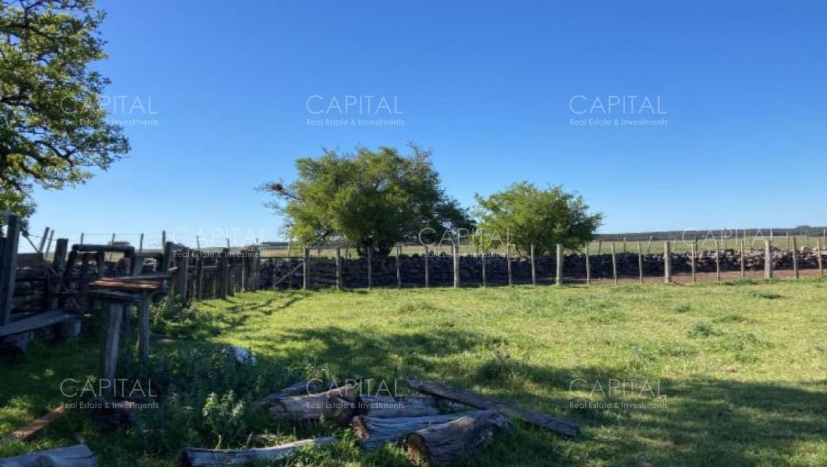 Durazno 850 has - Campo ganadero forestal