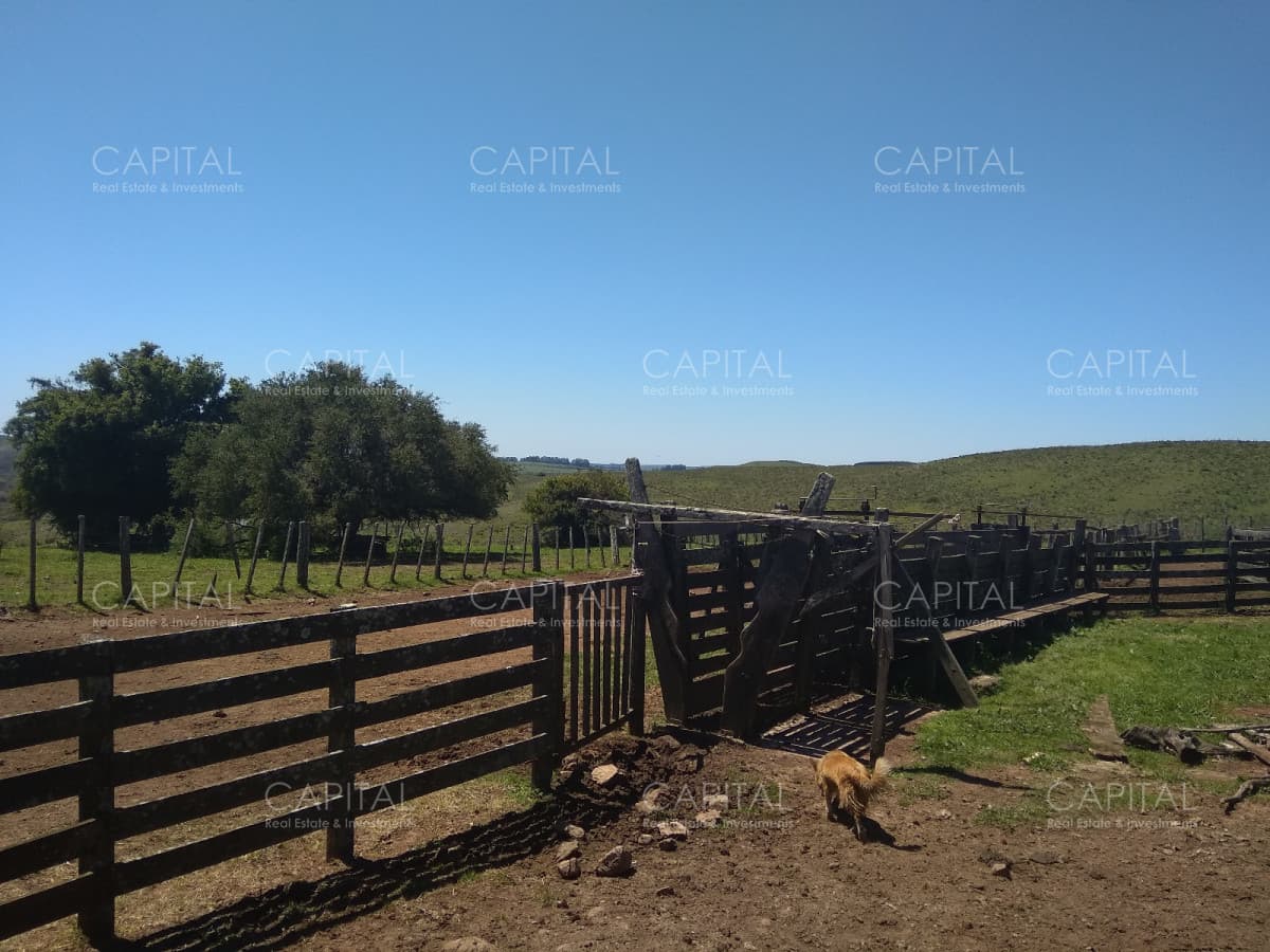 Campo ganadero - forestal 550 Has