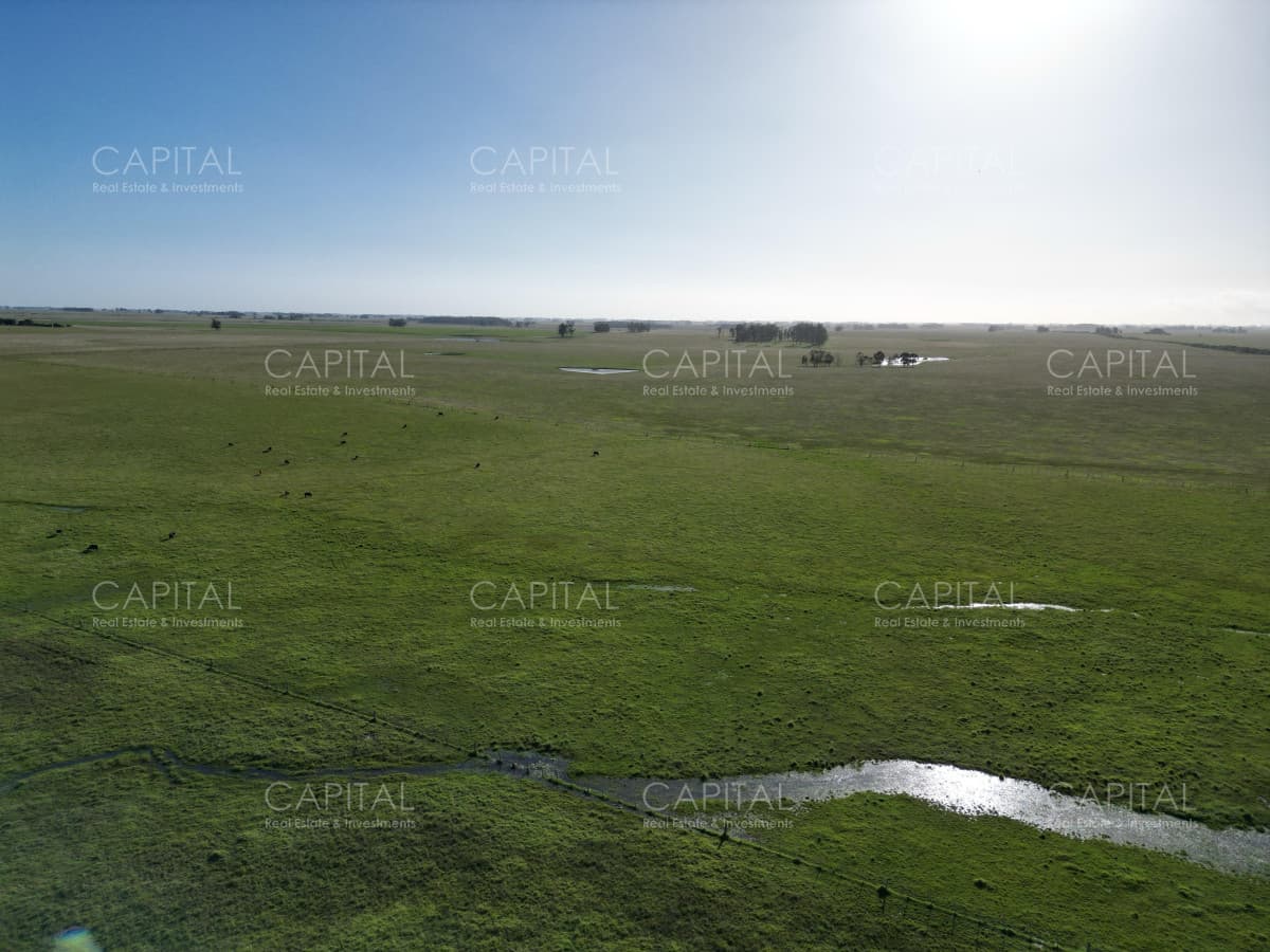 Campo agrícola ganadero - Cerro Largo