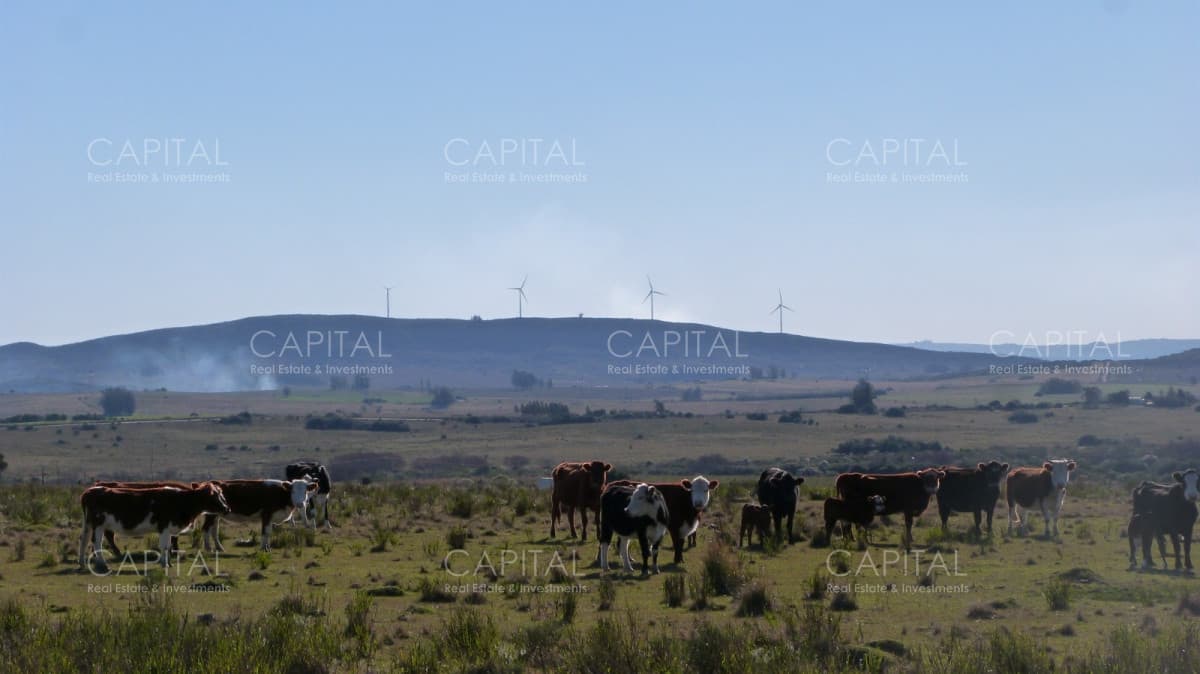 Campo ganadero a 20km de San Carlos