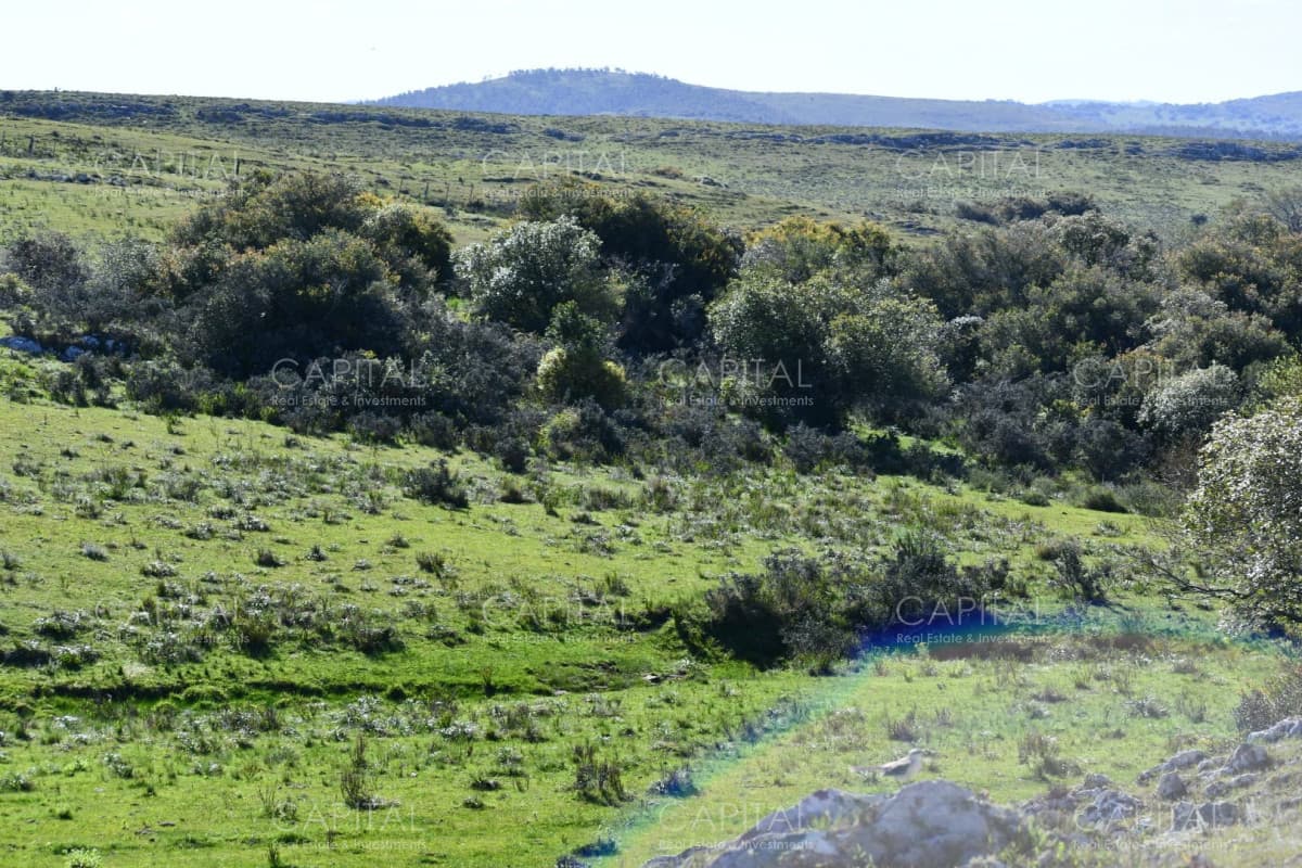 Campo 78has. ganadero-turístico Ruta 60