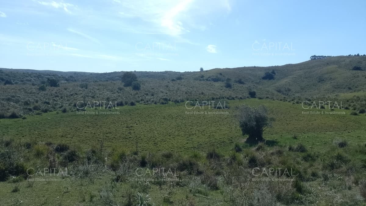 Campo ganadero - forestal 550 Has