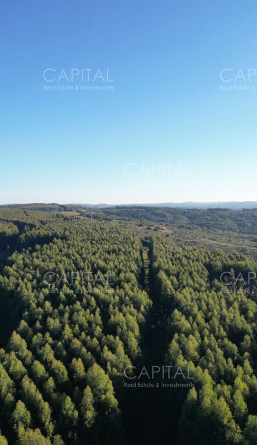 EN EXCLUISVA CAMPO EN VENTA GANADERO con potencial FORESTAL 390 has
