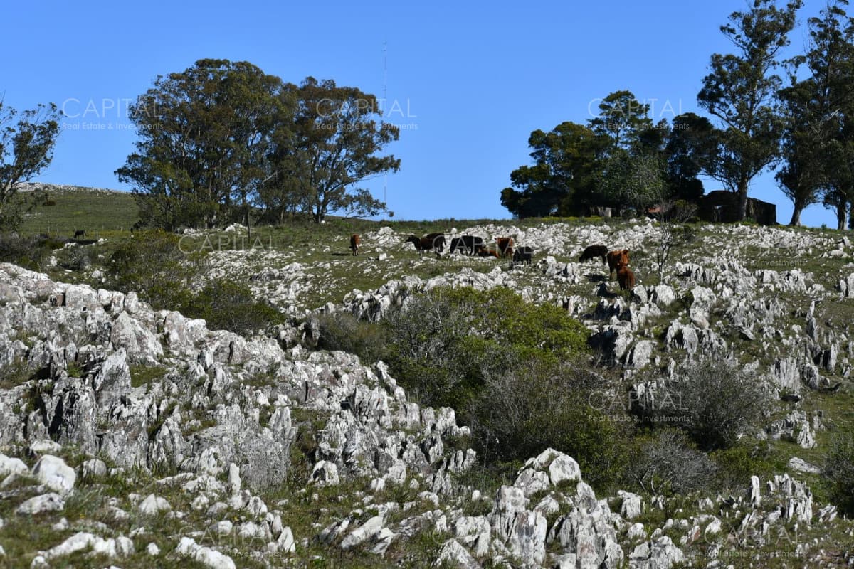 Campo 78has. ganadero-turístico Ruta 60