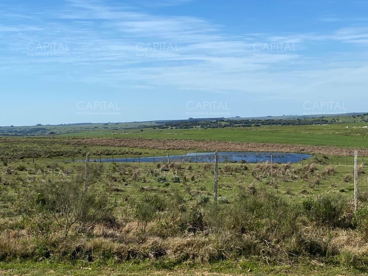 Campo ganadero forestal