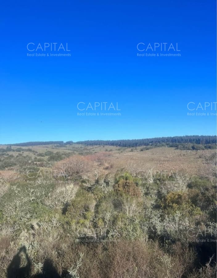 Campo Garzón Ganadero Forestal