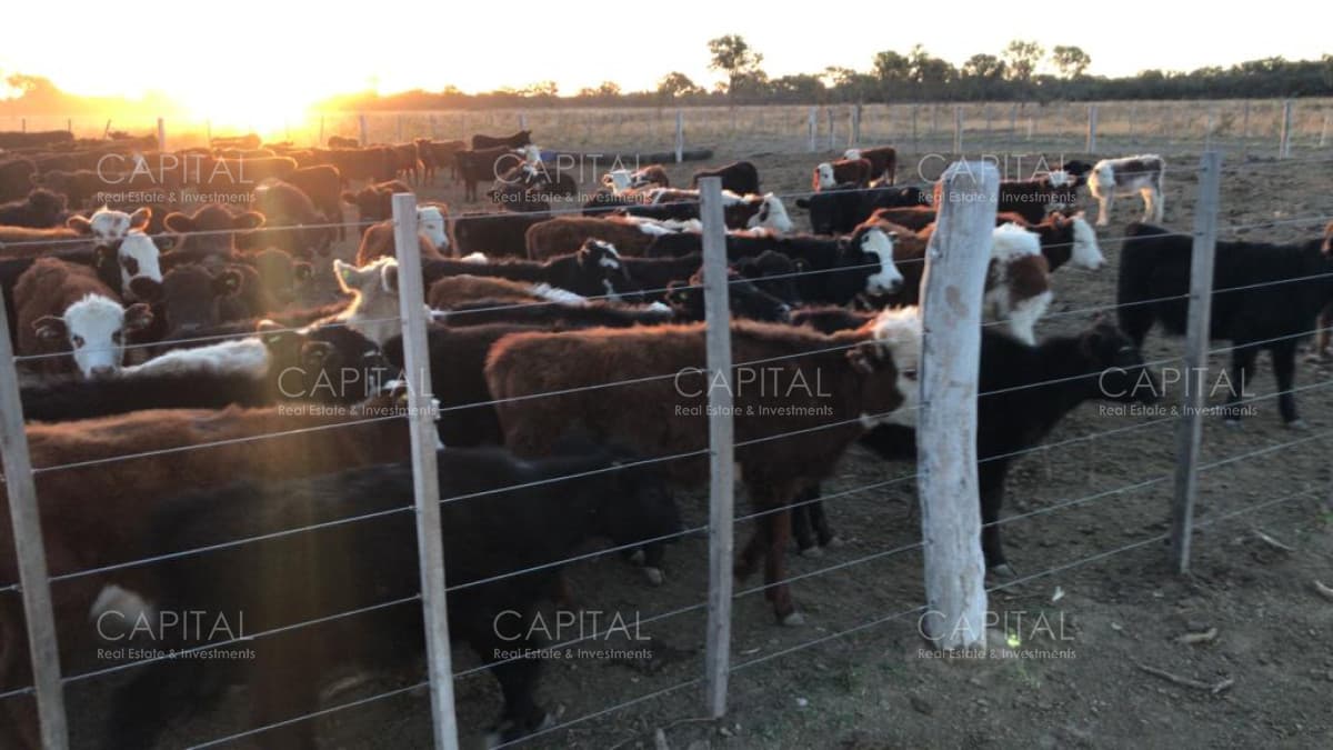 Venta de Campo Agrícola en Córdoba con 40 hectáreas sembradas con Maíz Nidera 48-12