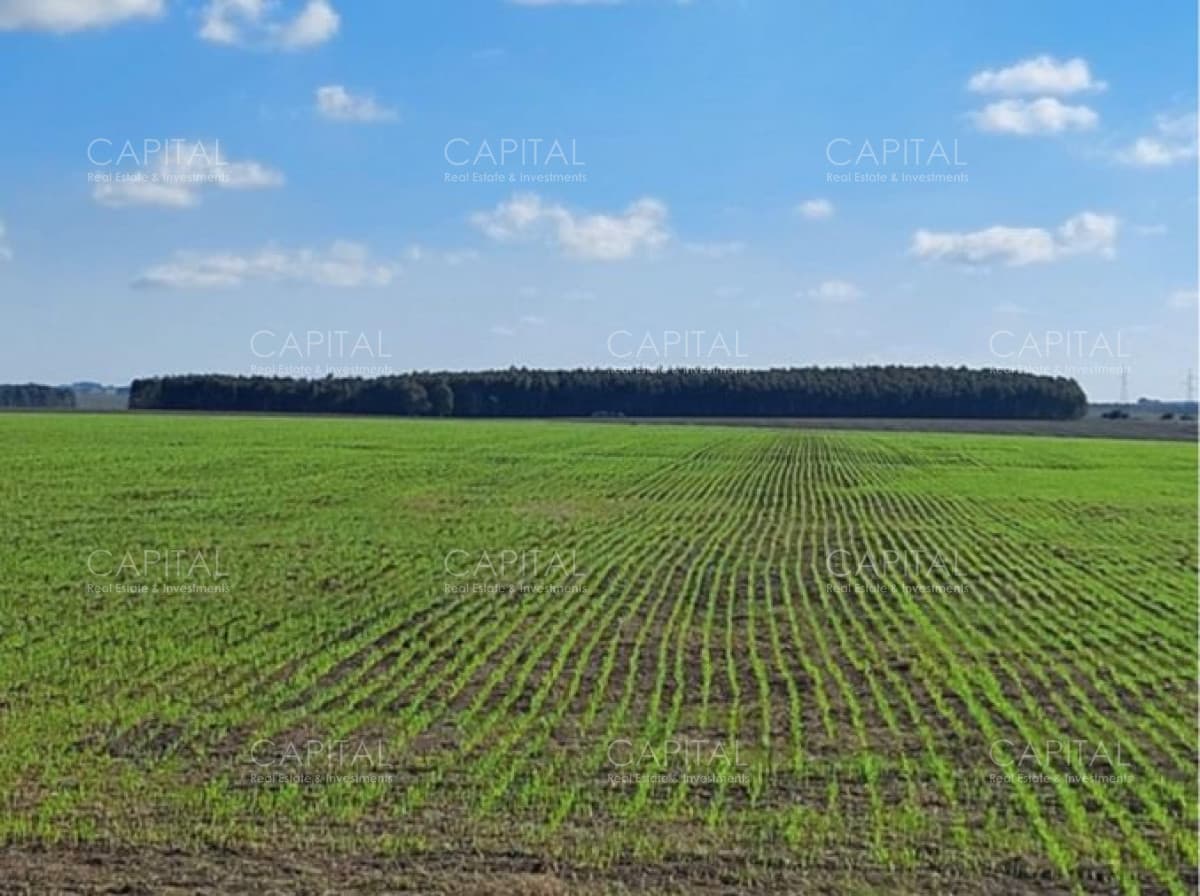 FLORES 500 Has Buen campo agrícola