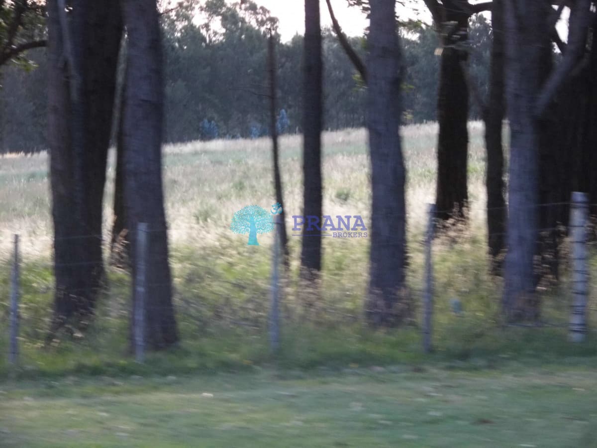 Chacra Ref.952