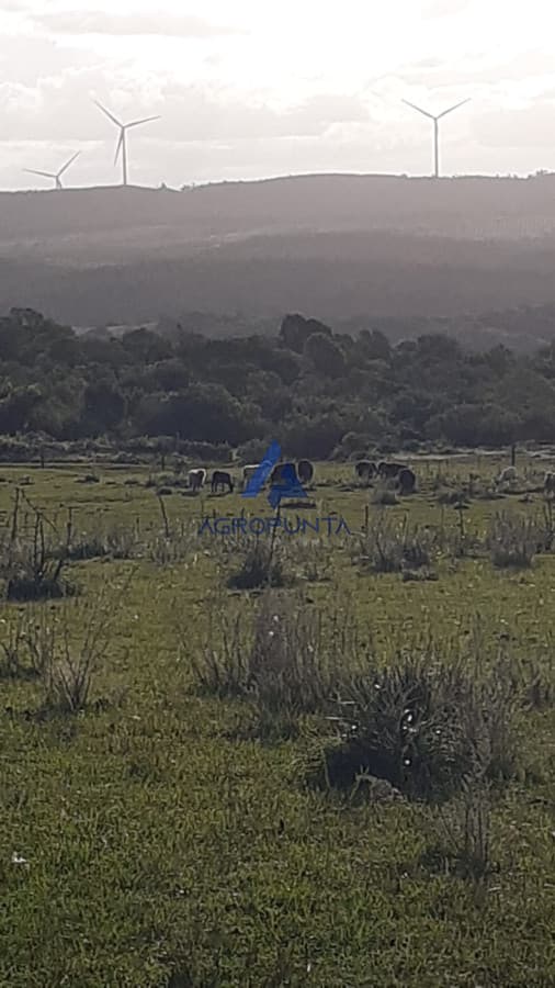 Chacra en ruta 39