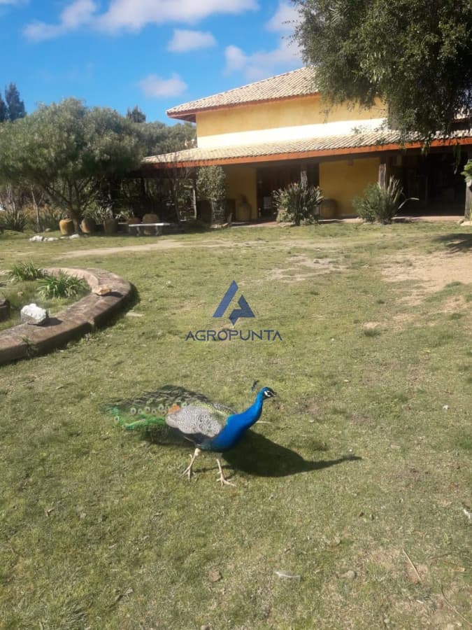 Chacra 38 has