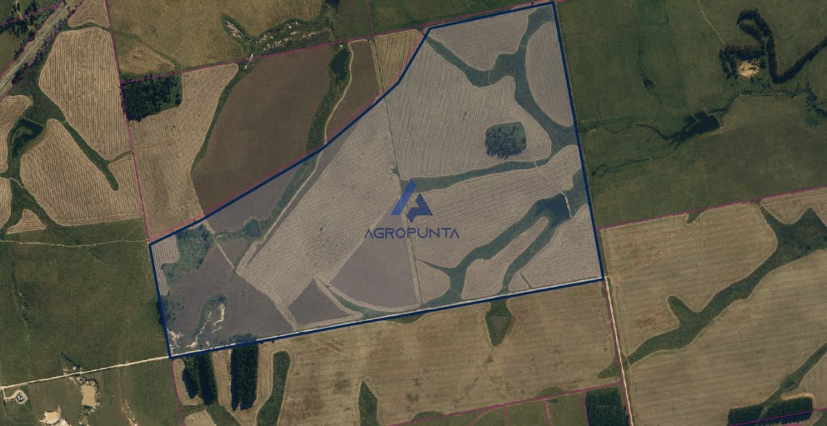Campo agricola-ganadero