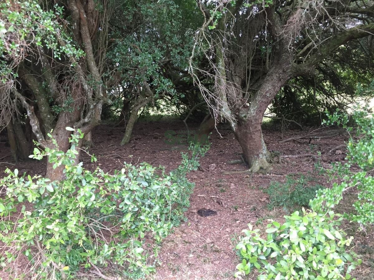 Venta de chacra en la coronilla, zona Aigua, 8 Hectareas.