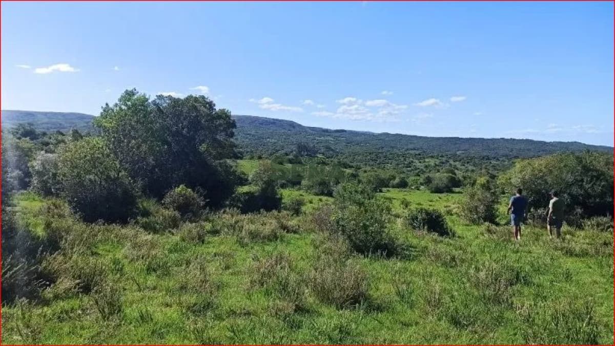 Venta de chacra en los Talas, 5 hectareas con arboles.