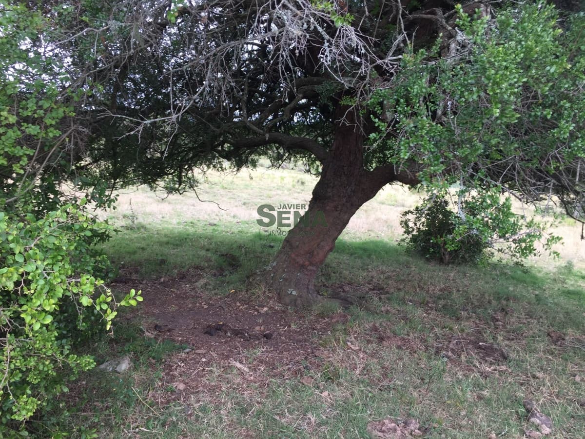 Venta de chacra en la coronilla, zona Aigua, 8 Hectareas.