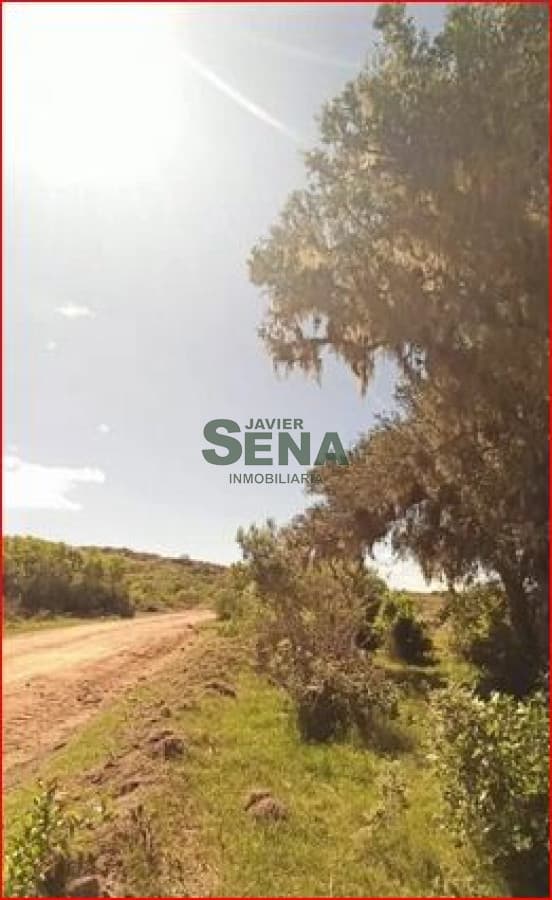 Venta de chacra en los Talas, 5 hectareas con arboles.