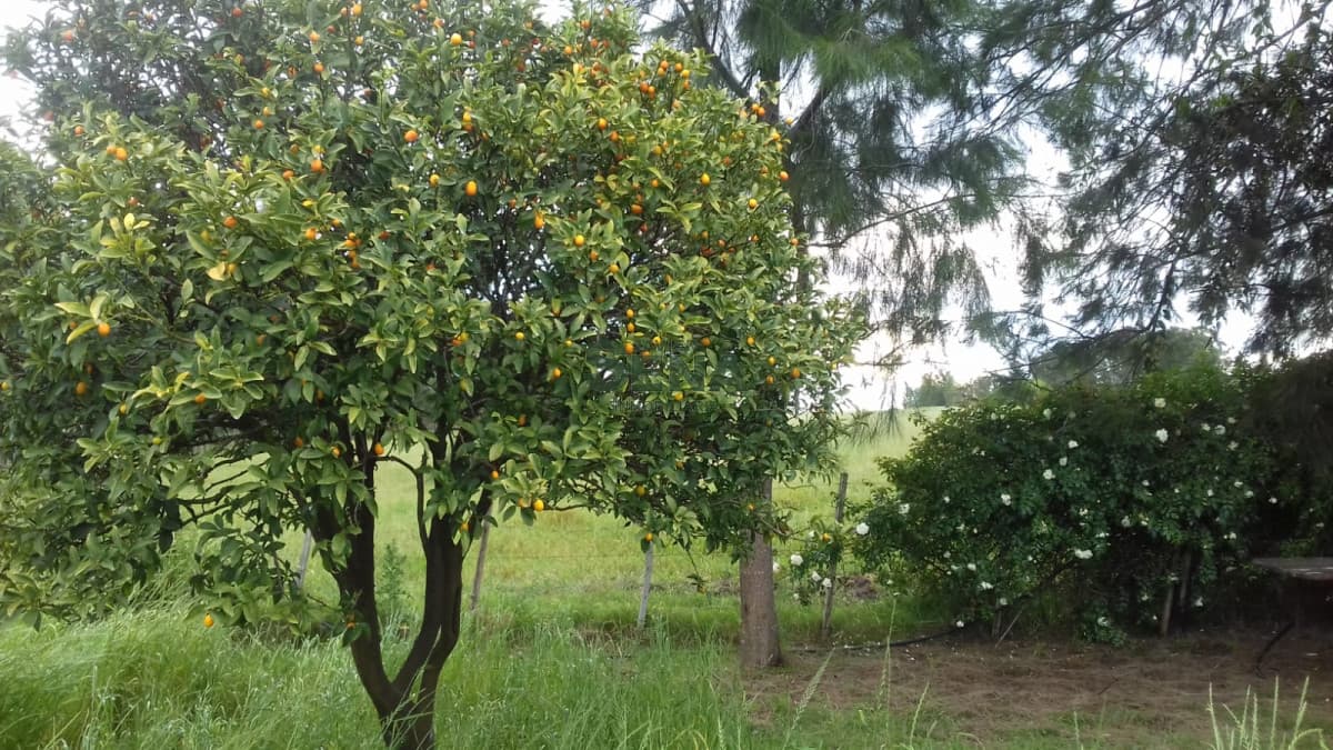 Venta de Chacra Ruta 39, a pocos kmt. de Maldonado , 8 Hectareas y media