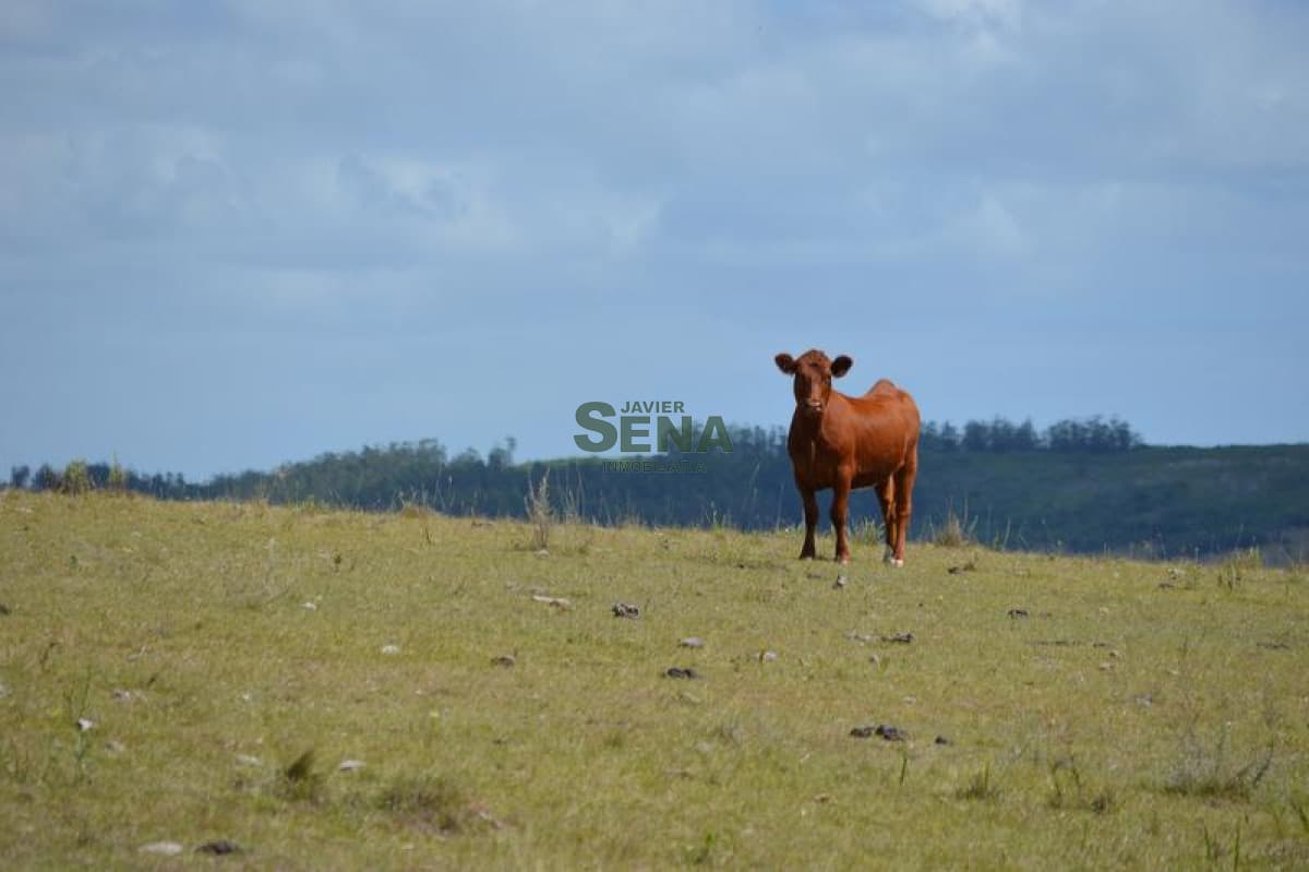 Venta de chacra en las Sierra de los caracoles, unico para descansar