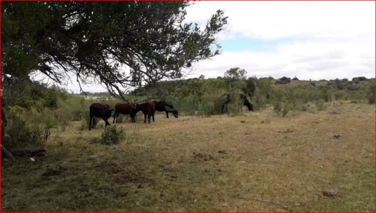 Venta de campo zona de Aigua, 61 hectareas, con buen acceso, aguadas.