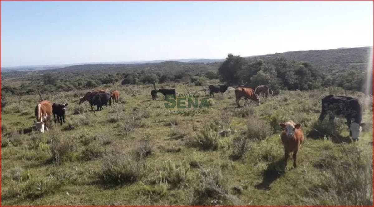 Venta de campo zona de Aigua, 61 hectareas, con buen acceso, aguadas.