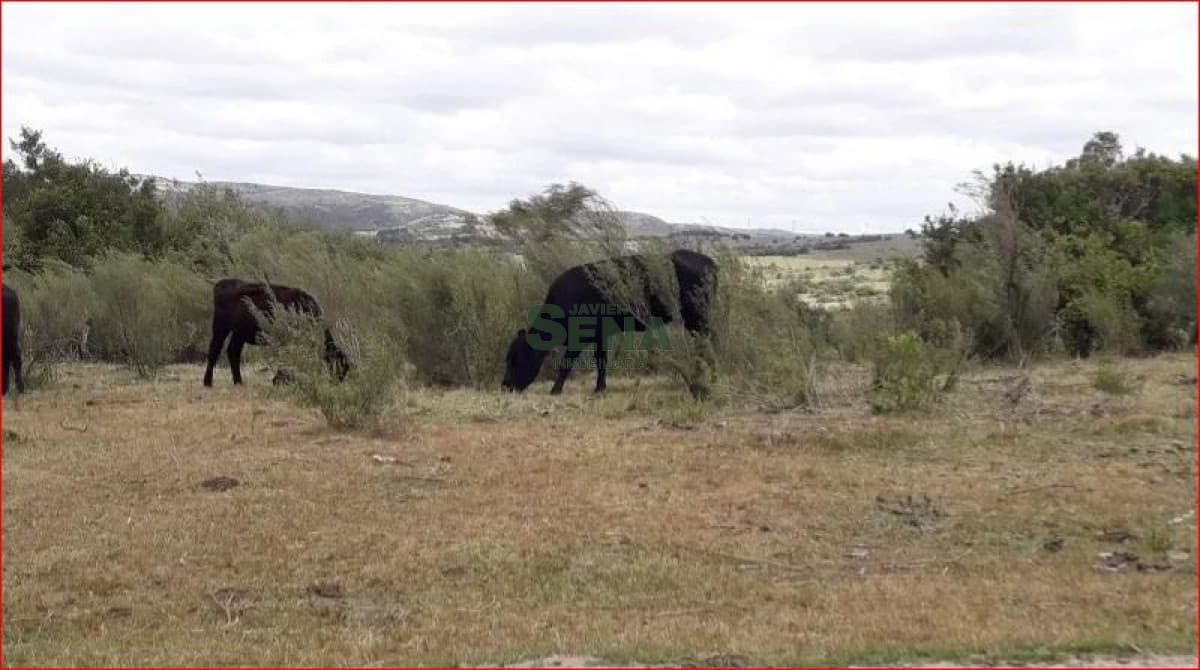 Venta de campo zona de Aigua, 61 hectareas, con buen acceso, aguadas.