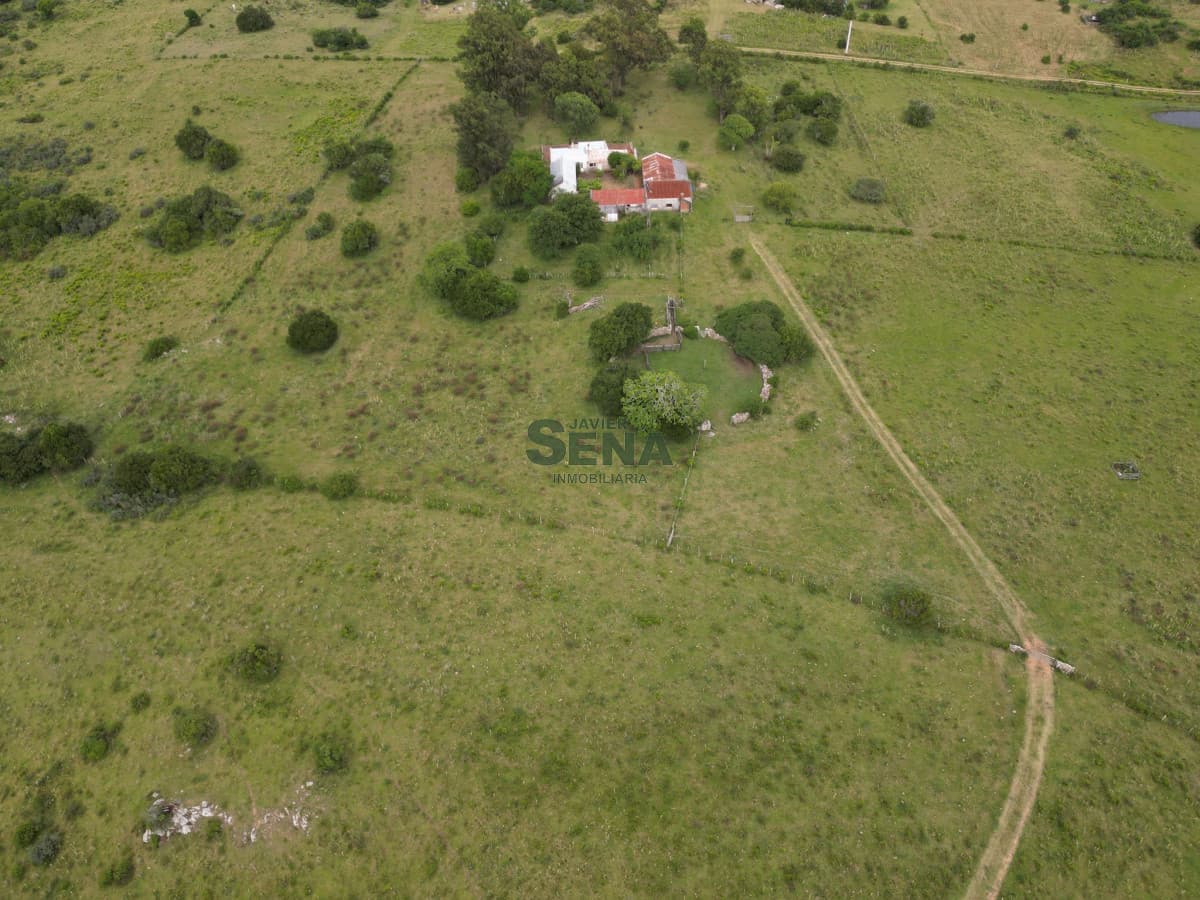 Venta de campo en Ruta 39, de 65 hectáreas ganadero forestal.