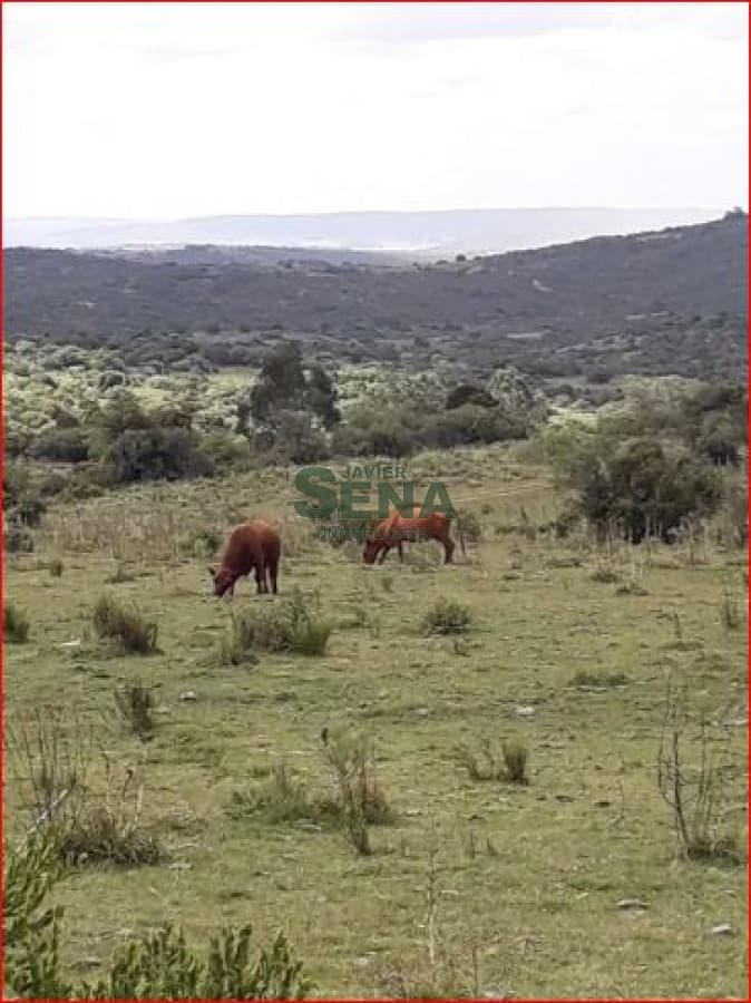 Venta de campo zona de Aigua, 61 hectareas, con buen acceso, aguadas.