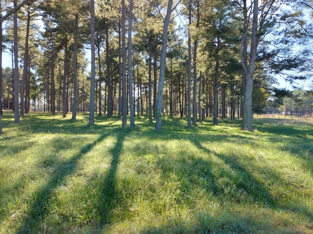 Venta de lote en chacras del Pinar, 1000m2 de tierra.